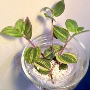 (3) Tradescantia Variegated Chrysophylla 'Baby bunny bellies’